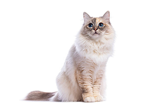 istock Adorable birman cat sitting and looking up with bright blue eyes on white background 2235573560