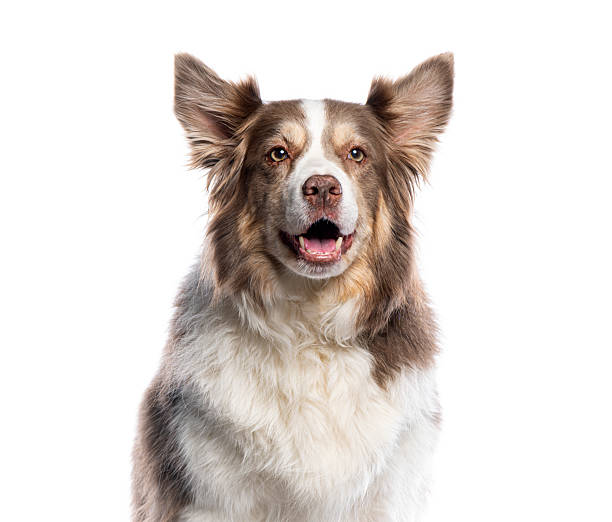 istock Border collie dog looking at camera with mouth open 2235573599