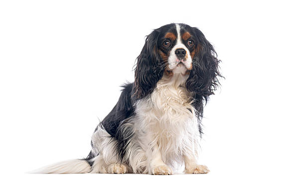istock Cavalier king charles spaniel sitting and looking at camera on white background 2235573714