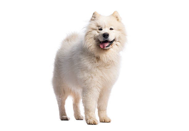 istock Samoyed dog standing and panting on white background 2235573723