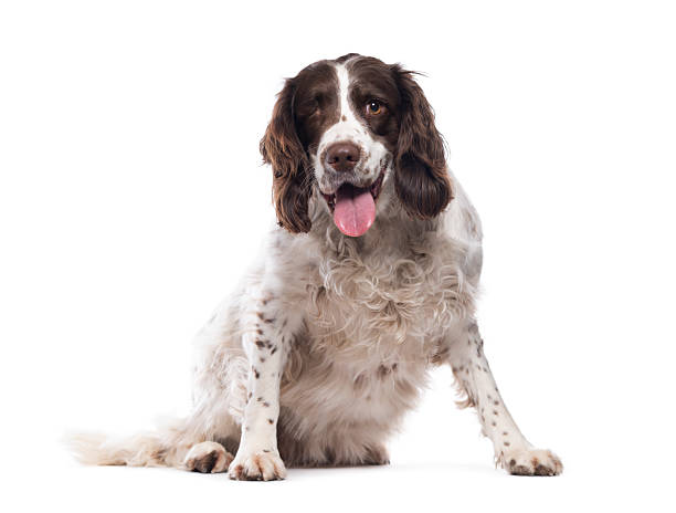 istock English springer spaniel sitting and panting on white background 2235573737