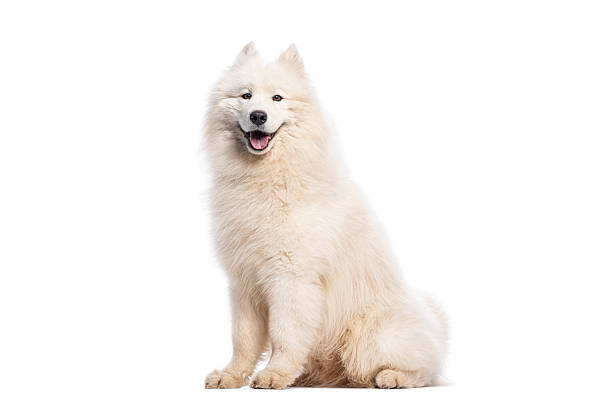 istock Samoyed dog sitting and panting on white background 2235573758