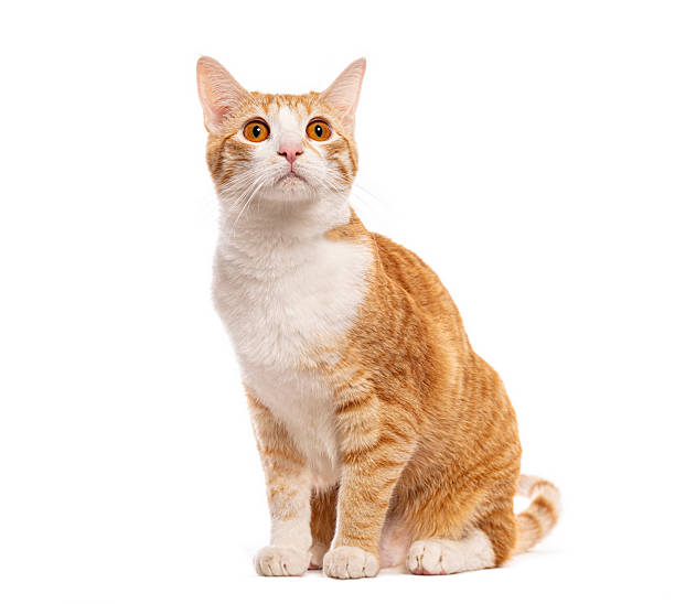 istock Curious ginger and white cat looking up on white background 2235573768