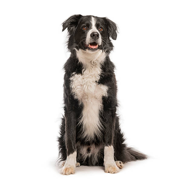 istock Border collie dog sitting and looking up on white background 2235573848