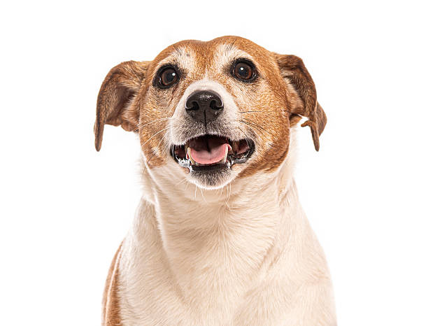 istock Jack russell terrier smiling and panting on white background 2235573876