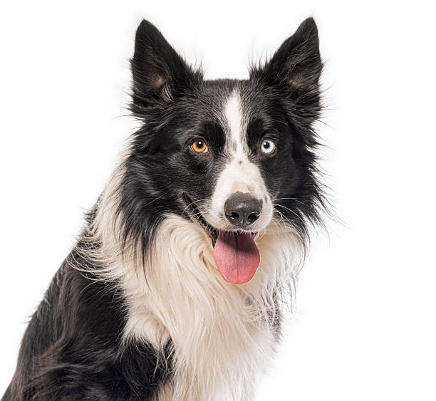 istock Border collie dog panting and looking at camera 2235573934