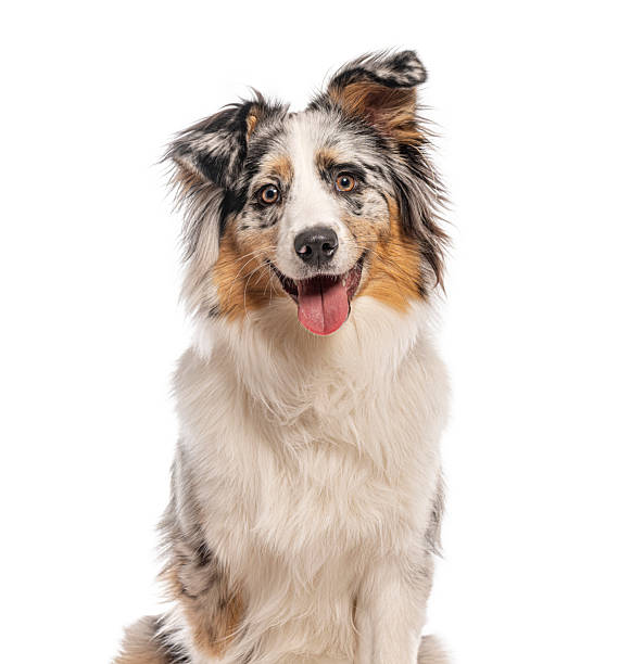 istock Australian shepherd dog sitting and panting on white background 2235573992