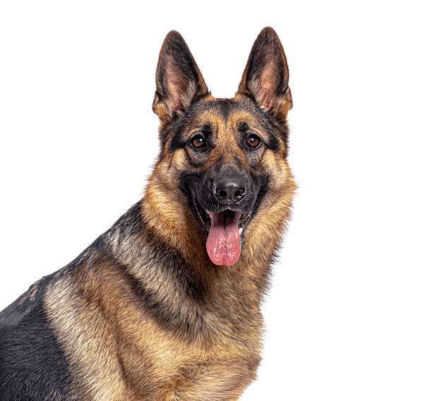 istock German shepherd dog looking at camera with tongue out on white background 2235574019
