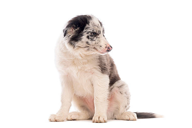 Cute border collie puppy sitting and looking back over its shoulder against a white background