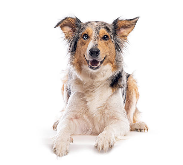 istock Merle border collie laying down and looking at camera 2235574275