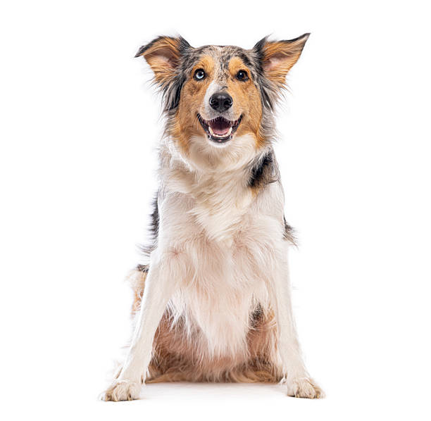 istock Border collie sitting and looking happy on white background 2235574276