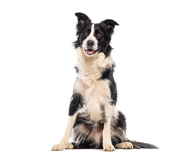 istock Border collie sitting and looking at camera on white background 2235574289