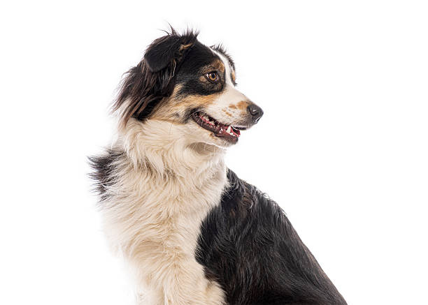 Australian shepherd dog looking away from camera on white background