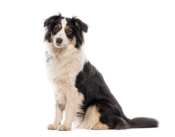 istock Australian shepherd dog sitting and looking at camera on white background 2235574352
