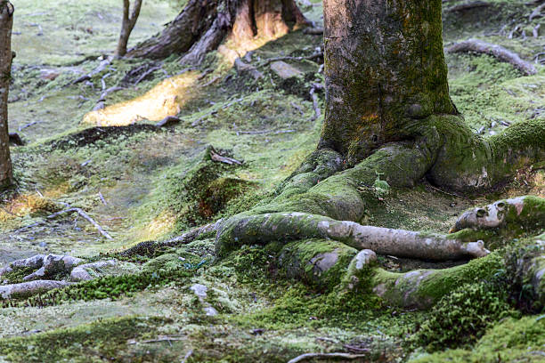 Picturesque moss-covered tree roots with textured surface in shaded forest area creating natural and organic woodland scene in soft light