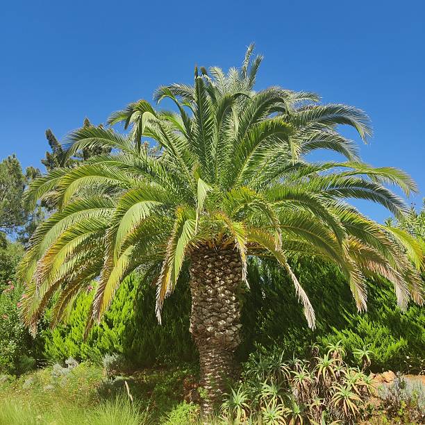 istock Palm Tree Algarve Portugal 2235576214