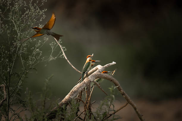 istock Chestnut-Headed Bee-Eaters Hunting Insects in Chitwan 2235576828