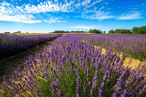 istock Lavender field in the Palatinate region, Germany 2235579807