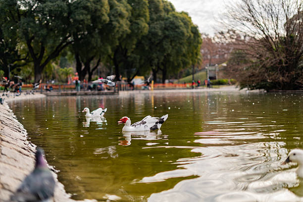 Ducks swimming in a lake at a city park with trees and reflections on the water