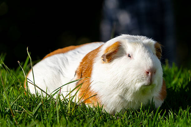 Pregnant female guinea pig, white and orange in color