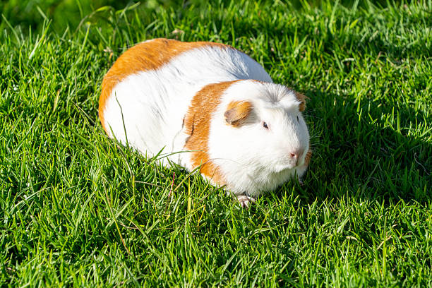 istock Pregnant female guinea pig 2235580999