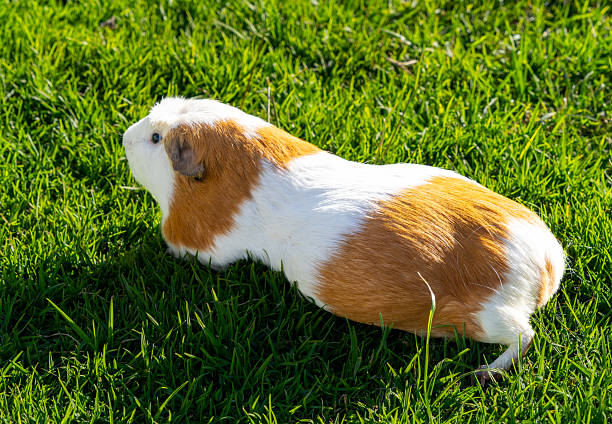 Pregnant female guinea pig, white and orange in color
