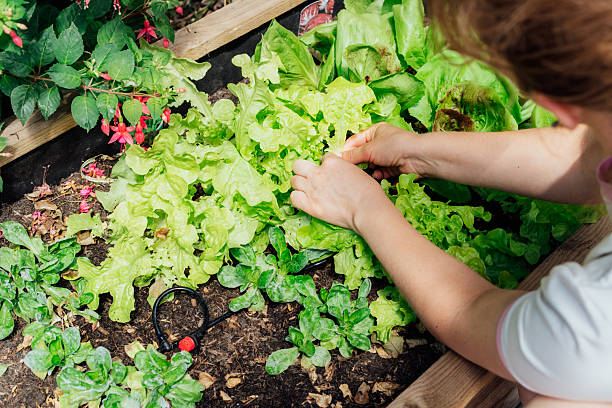 istock Close up female picking thriving vegetable patch filled with fresh lettuce and herbs in kitchen garden bed with irrigation system. Home planting, food growing. Sustainable lifestyle. Gardening hobby 2235582269
