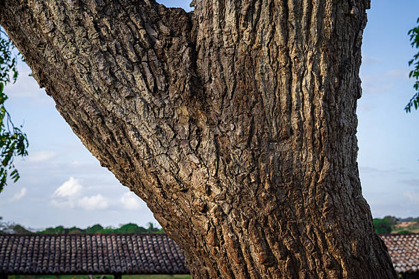 istock Detailed close-up of a rugged old tree bark texture with deep grooves, set against a soft green foliage background 2235583978