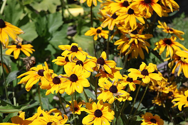 istock Bright Yellow Flower in a Garden 2235584937