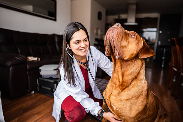 dog as a nurse with stethoscope