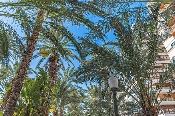 istock Palm trees in Alicante, Spain 2235585383