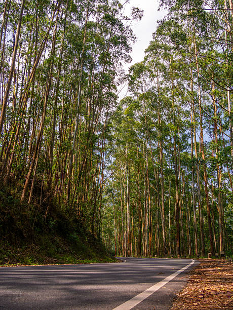 istock Rural road passing through pine trees forest at Munnar, Famous tourist place 2235585784