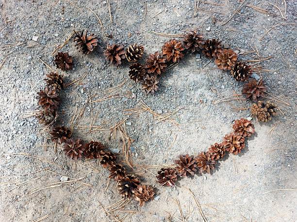 The pine cone that fell from the tree on the forest floor.Black Forest - Germany.