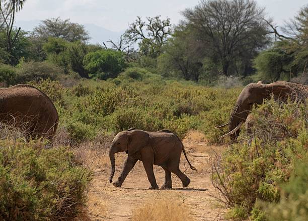 istock herd of African elephants in Bushland 2235588338