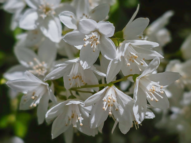 istock White DEUTZIA blossoms close-up, floral texture and natural spring bloom 2235589228