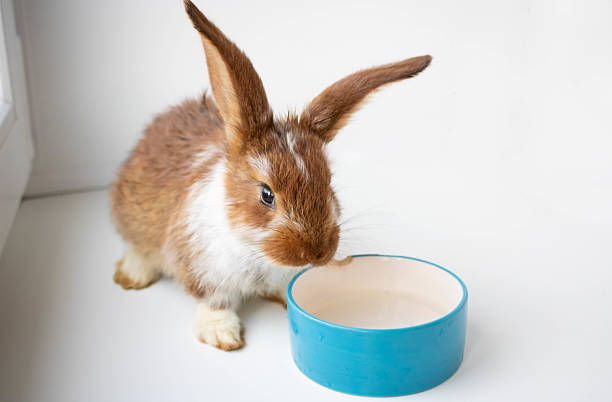 istock A cute brown rabbit with white spots is sitting with its ear perked up next to a blue bowl. Easter bunny, celebrating Easter. A wonderful pet. 2235590533