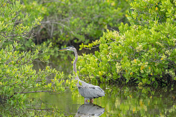 istock Great Blue Heron (Ardea herodias) Florida, USA 2235590810
