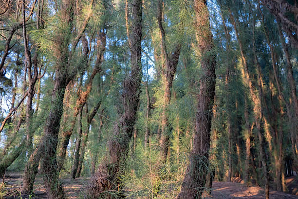 The densely packed coniferous trees on the hillside