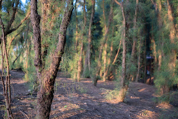 The sunlight shines into the dense coniferous trees