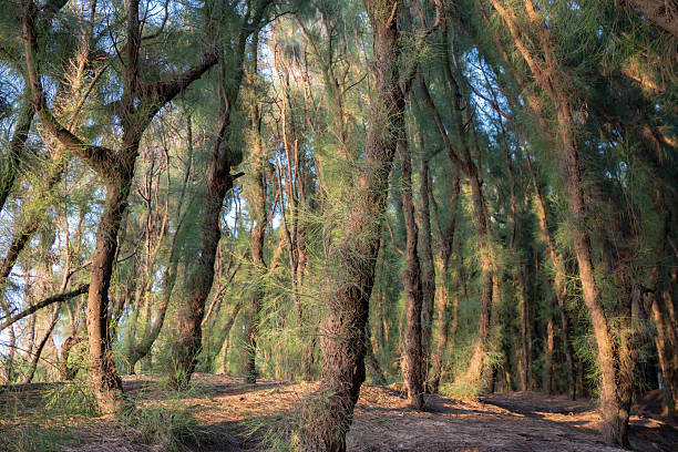 The densely packed coniferous trees on the hillside