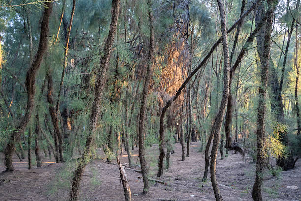 The densely packed coniferous trees on the hillside