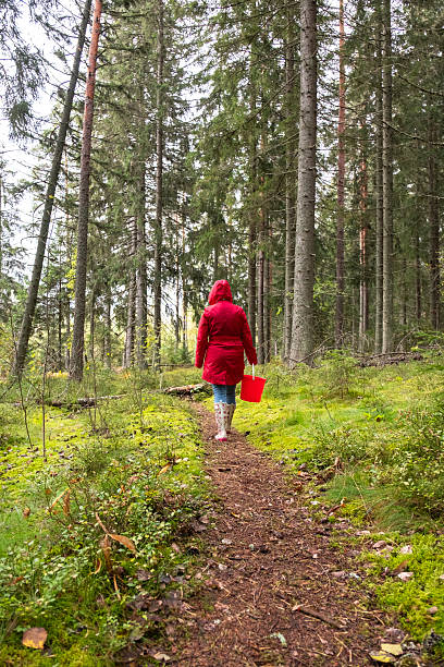 istock A woman in a red cloak walks along a forest path among a pine forest. 2235592743