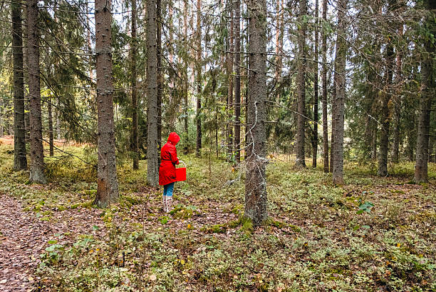 A woman in a red cloak walks along a forest path among a pine forest.