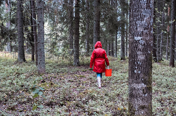 A woman in a red cloak walks along a forest path among a pine forest.