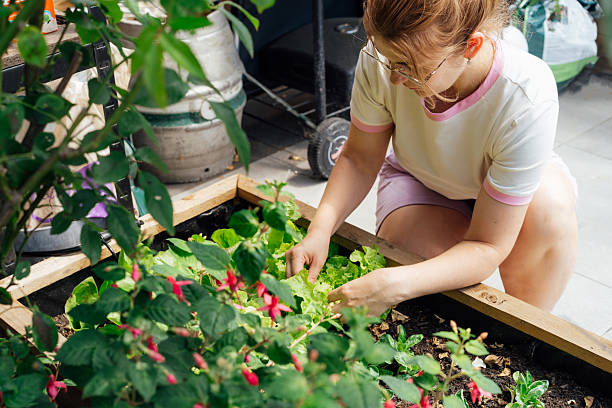Smiling Woman picking thriving vegetable patch filled with fresh lettuce and herbs in kitchen garden bed in her yard. Home planting and food growing. Sustainable lifestyle. Gardening hobby