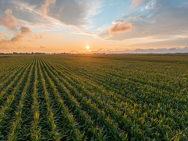 istock Rows of corn stretch across the Dutch countryside 2235594019