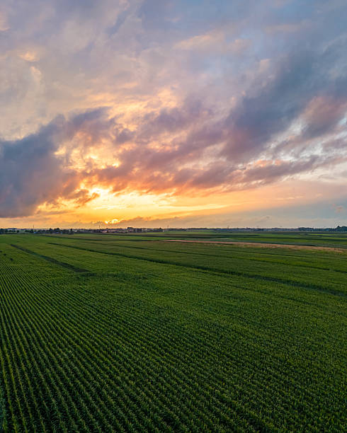 istock Golden hour over a lush green maize field in the Netherlands 2235594318