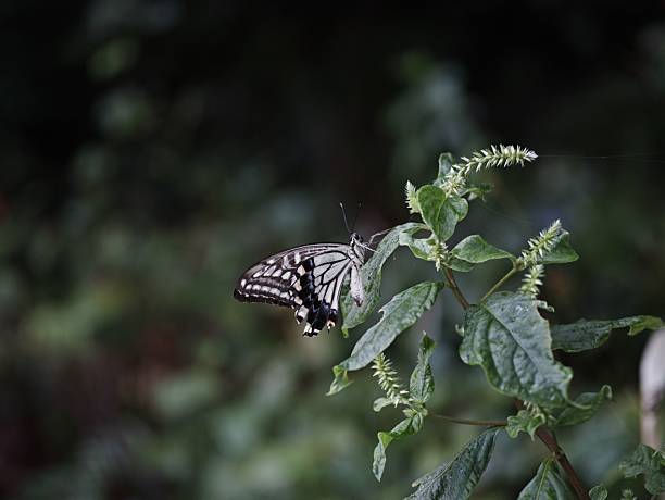 A close-up of a butterfly perched on a green plant with a blurred natural background, showcasing delicate patterns and colors.
