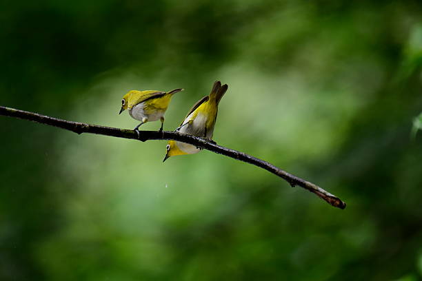 istock Vibrant Sri Lanka White-eyes perched on a branch. 2235596649