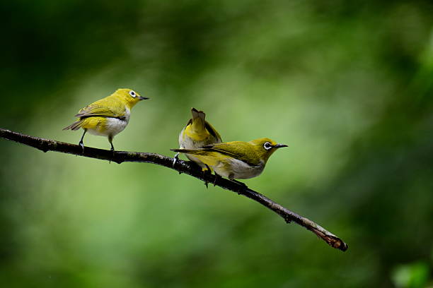 istock Vibrant Sri Lanka White-eyes perched on a branch. 2235596653